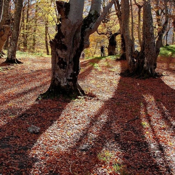 bosco di sant'antonio