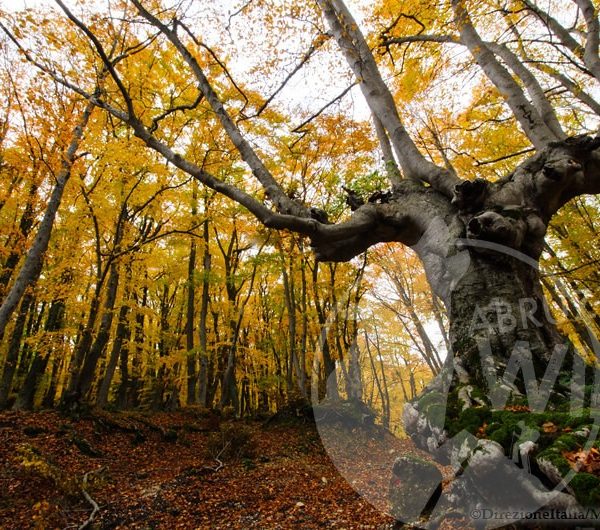 bosco-trekking-sant-antonio-2