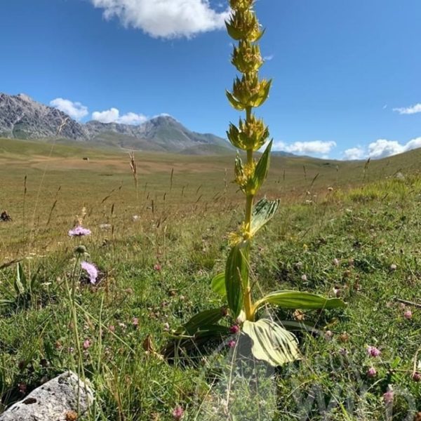 genziana trekking