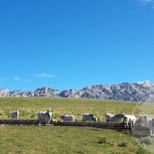 pascolo campo imperatore trekking