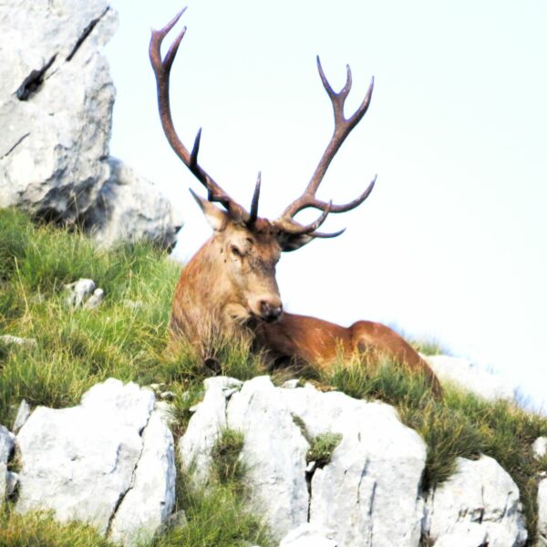 bramito dei cervi
