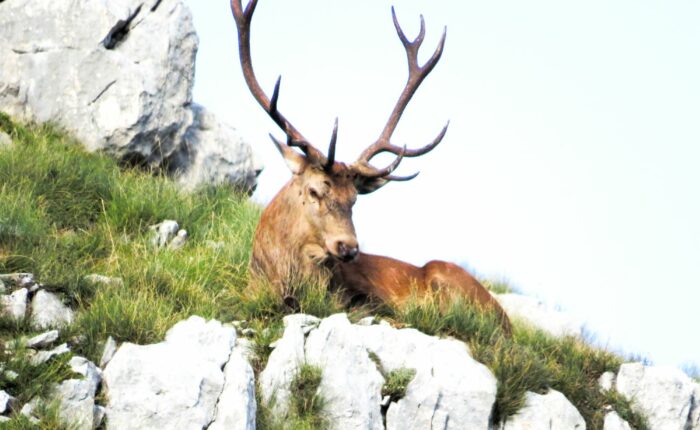 bramito dei cervi