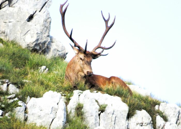 bramito dei cervi