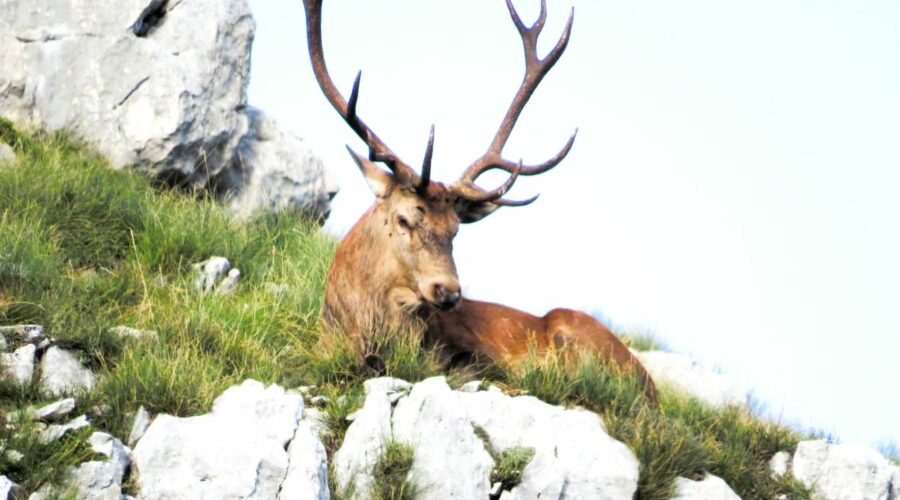 bramito dei cervi