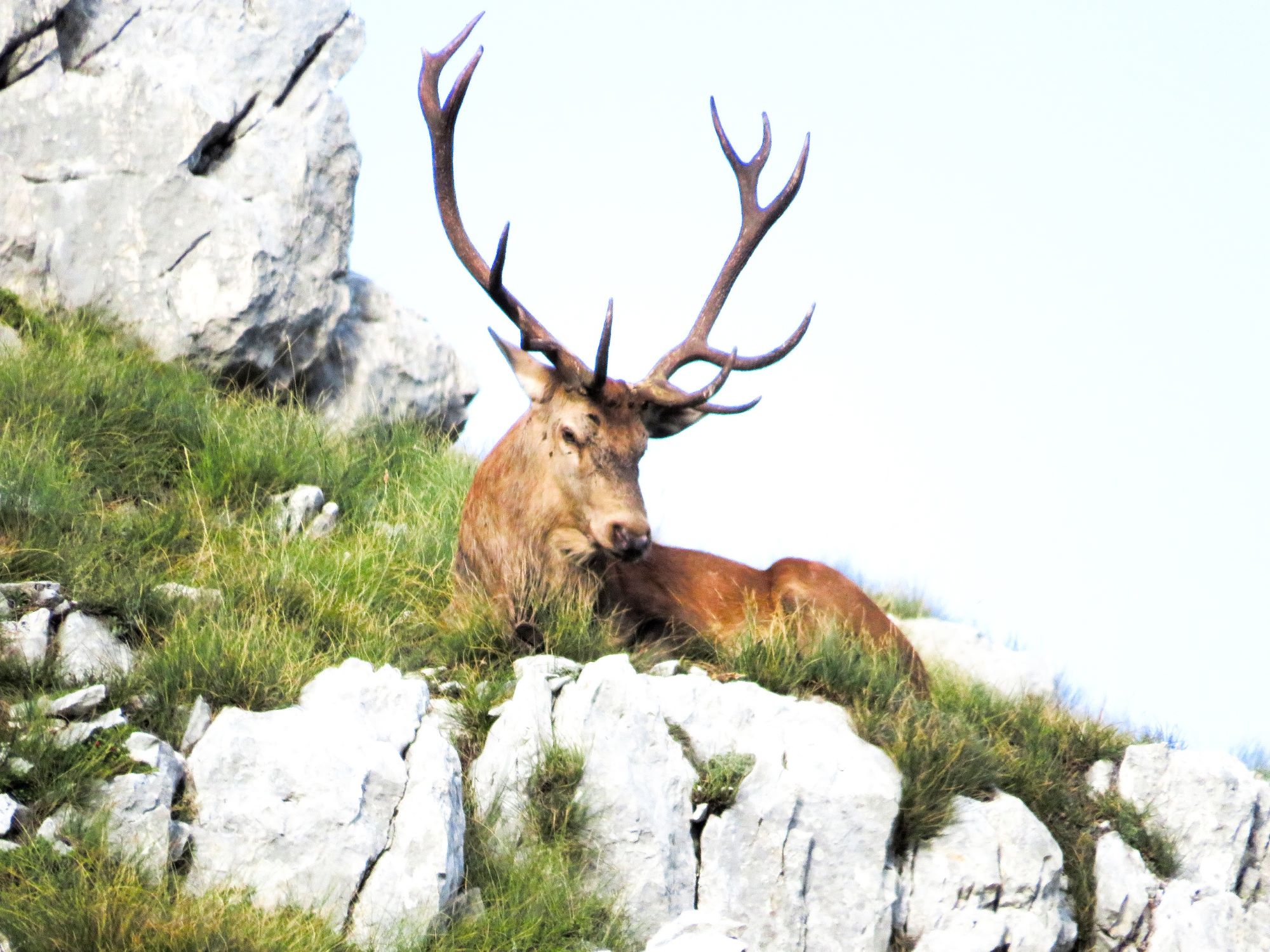 bramito dei cervi