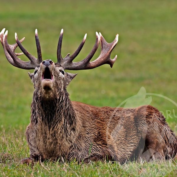 animali selvatici abruzzo