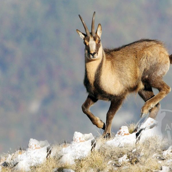 animali selvatici abruzzo