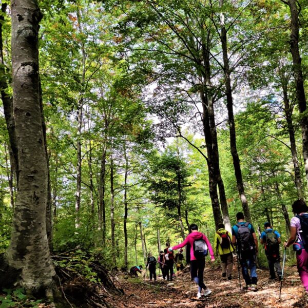 Bosco di Sant'Antonio